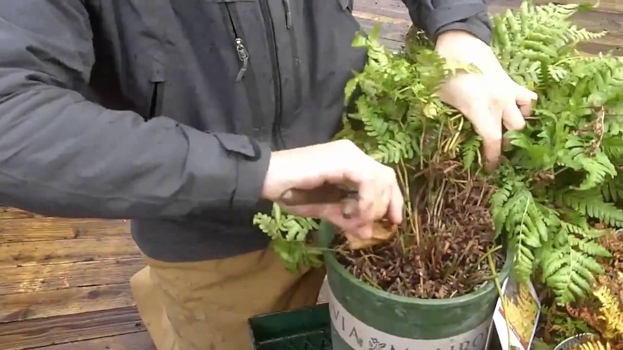 How to Bring a Fern Back to Life After Winter