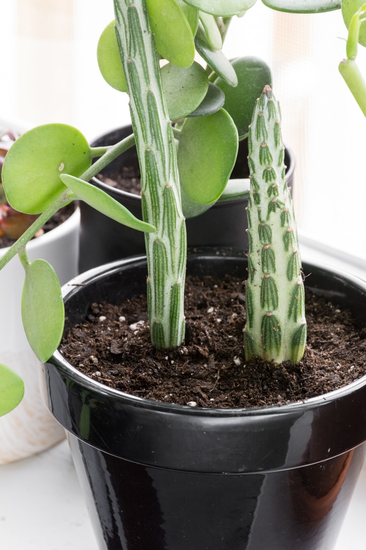 How to Care for a Pickle Plant