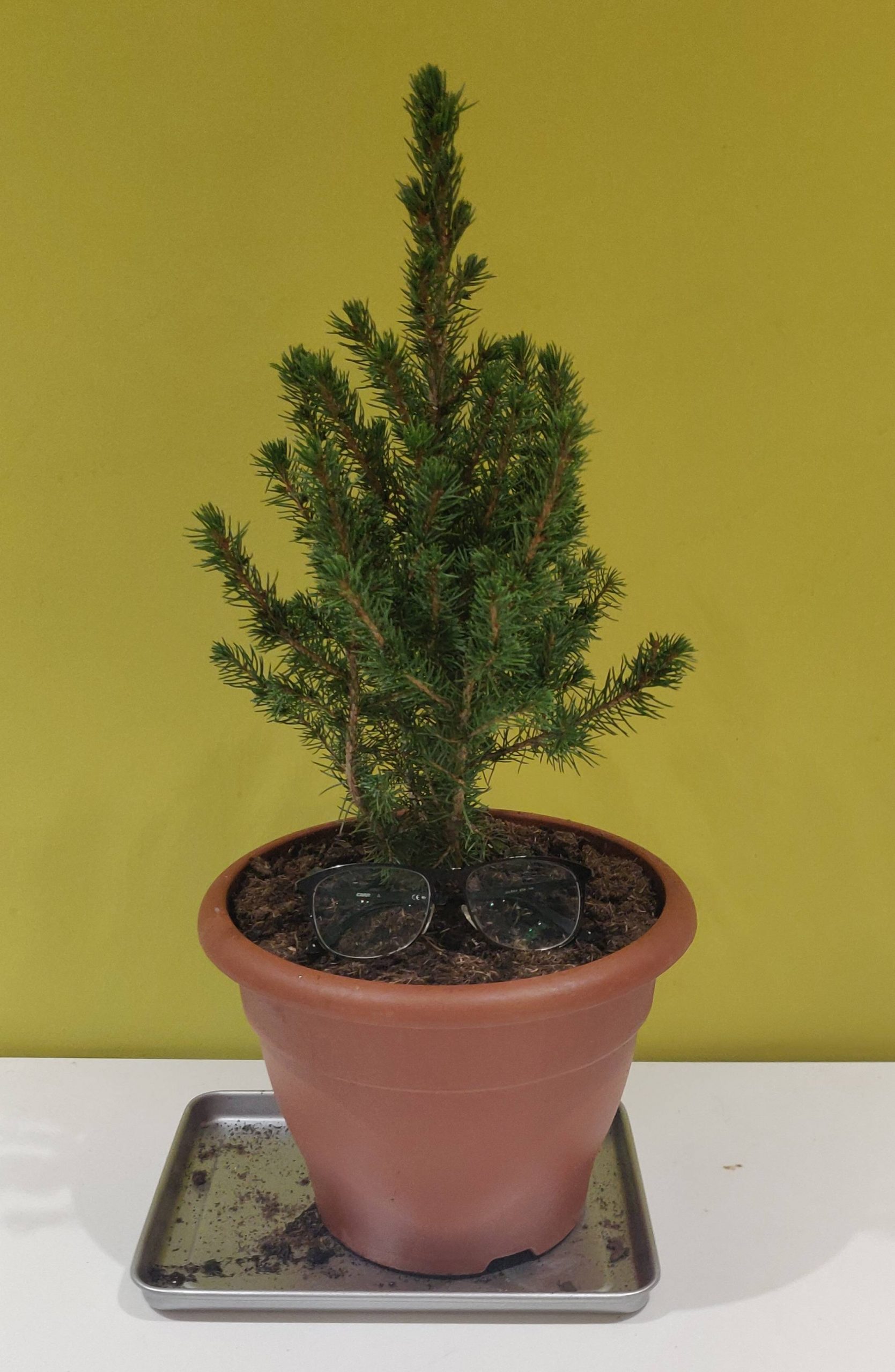 How to Care for a Pine Tree