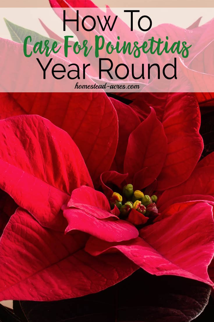 How to Care for a Poinsettia Year Round