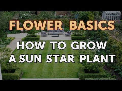 How to Care for a Sun Star Plant