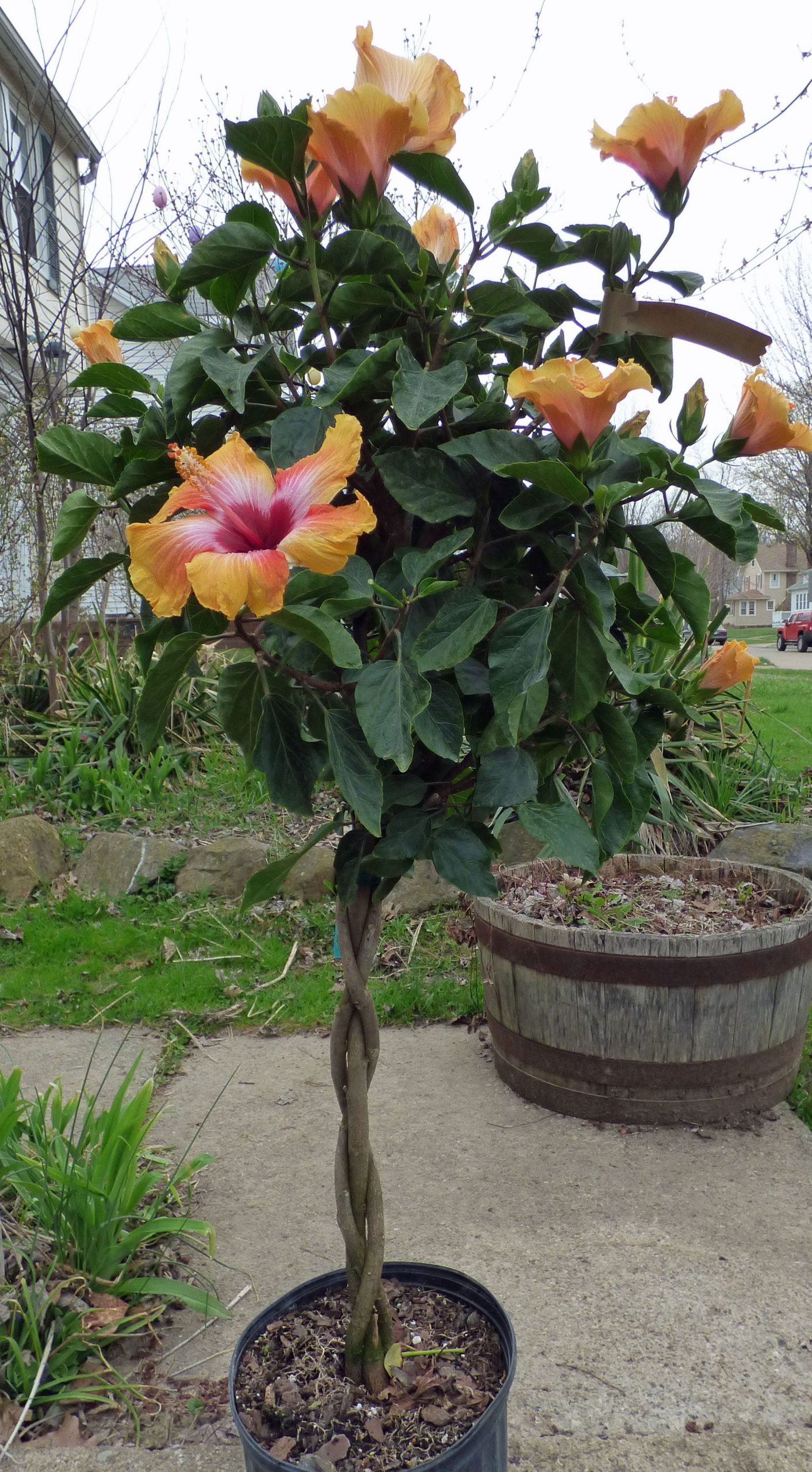 How to Care for Braided Hibiscus Tree