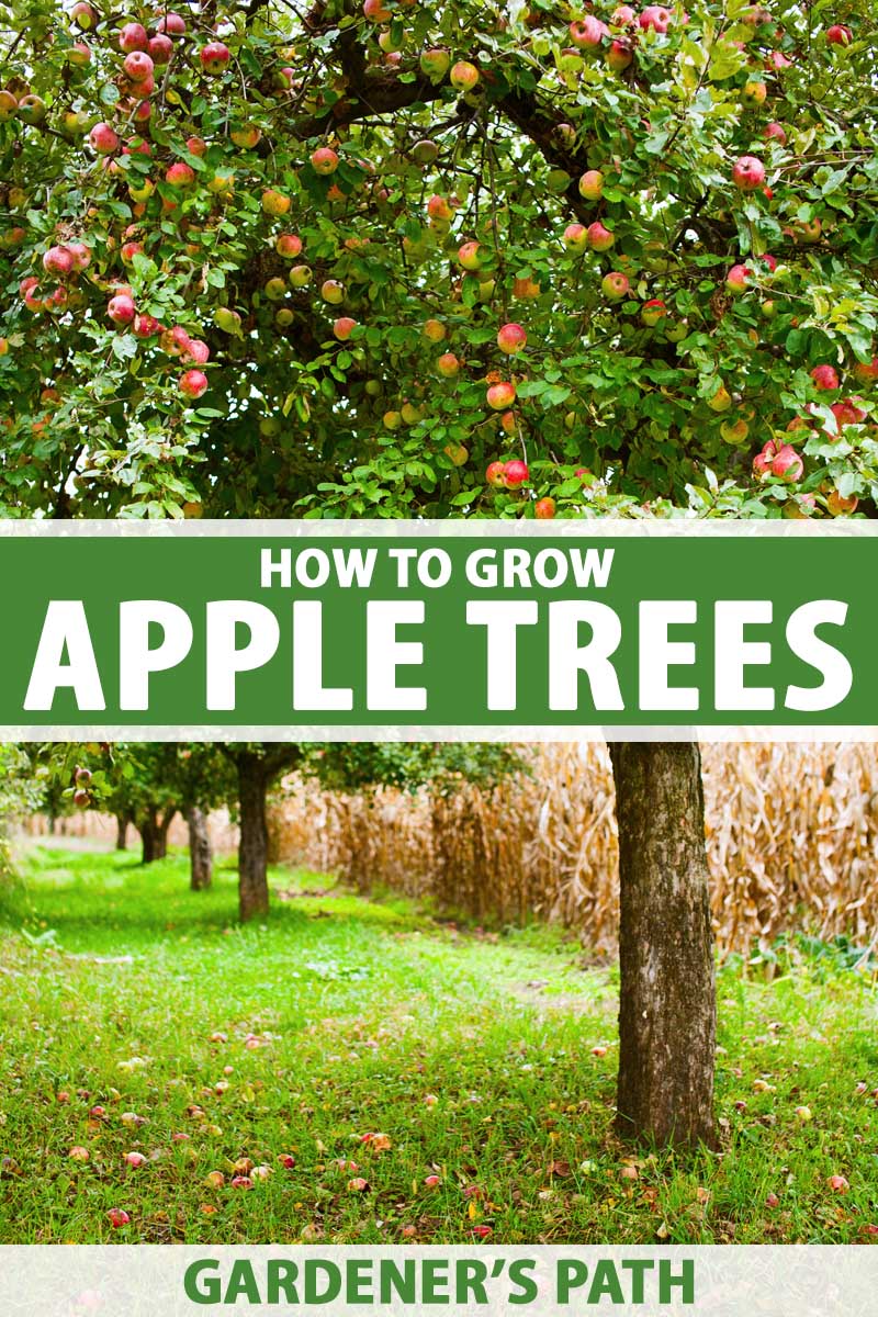 How to Care for Fruit Trees in Spring