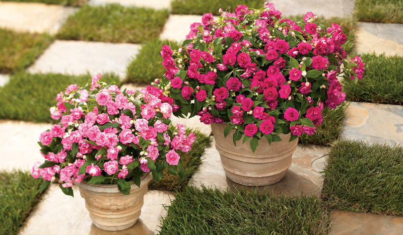 How to Care for Impatiens in a Pot