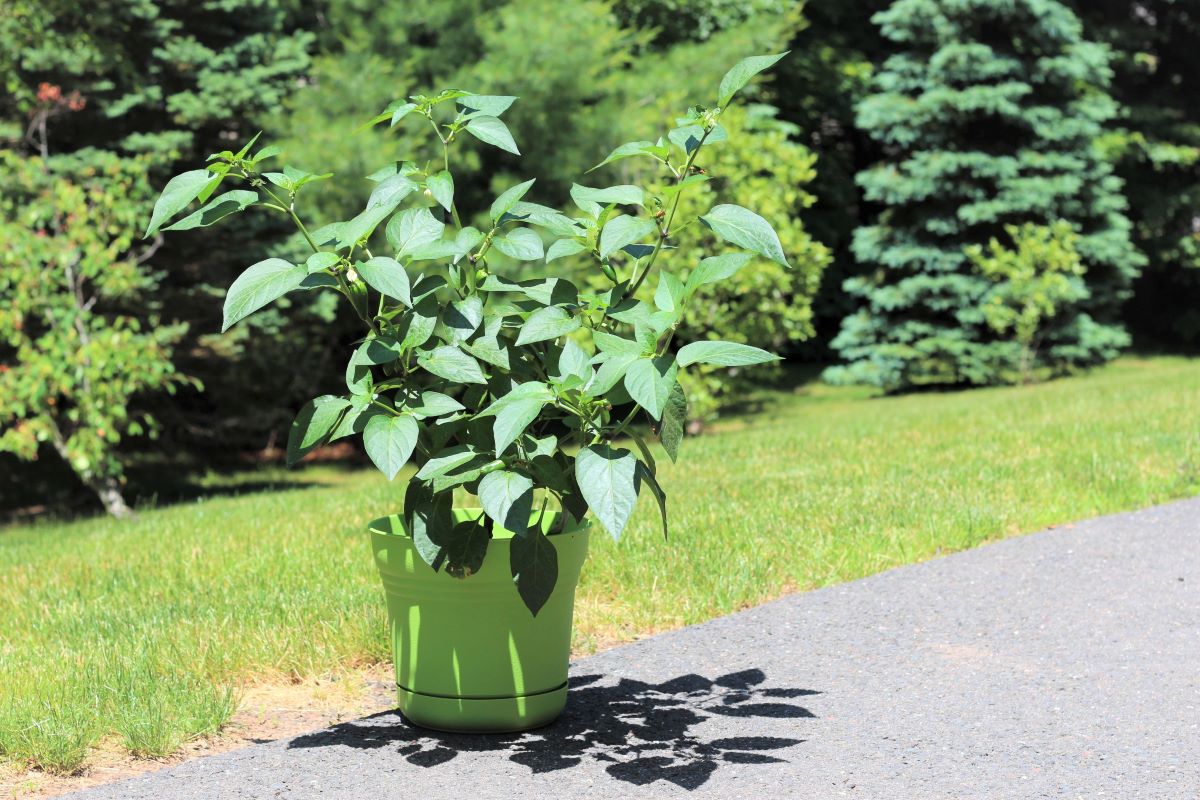 How to Care for Jalapeno Plants in Pots