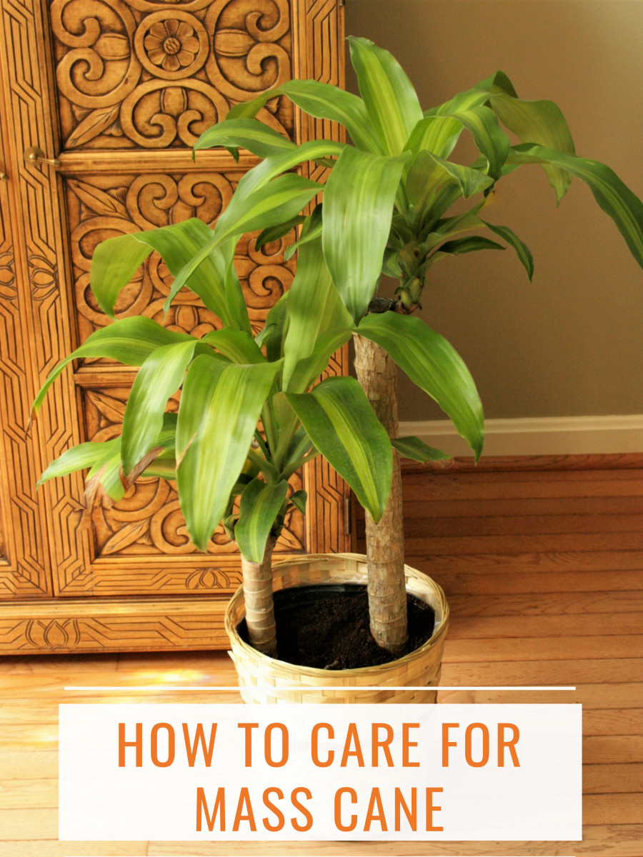 How to Care for Mass Cane Plant