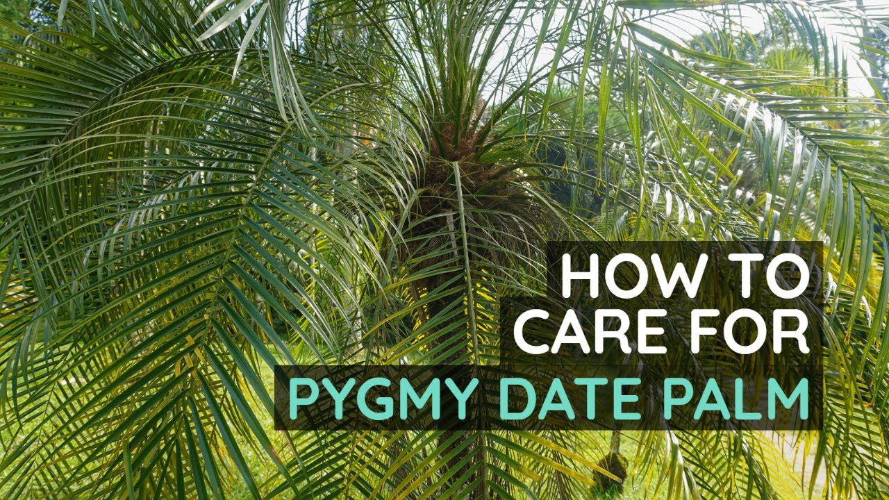 How to Care for Pygmy Date Palm
