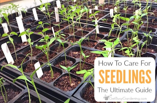 How to Care for Seedlings After Germination