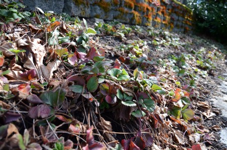 How to Care for Strawberry Plants in Spring