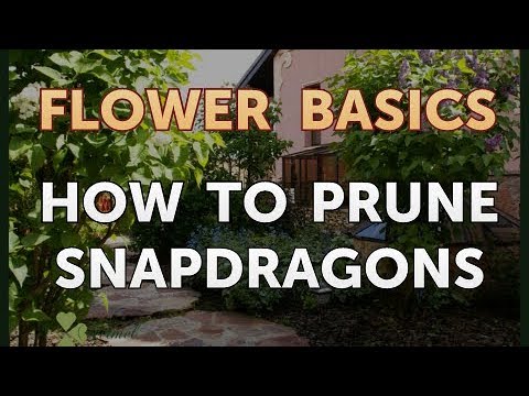 How to Cut Back Snapdragons