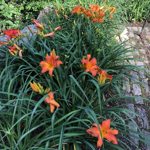 How to Cut Daylilies for a Vase