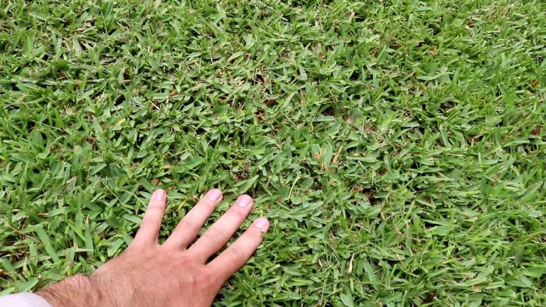 How to Cut St Augustine Grass | Step by Step Guide (2024)