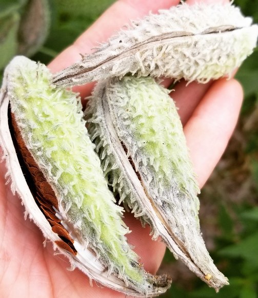 How to Dry Out Milkweed Pods