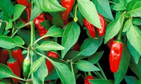 How to Encourage Chilli Plant to Flower