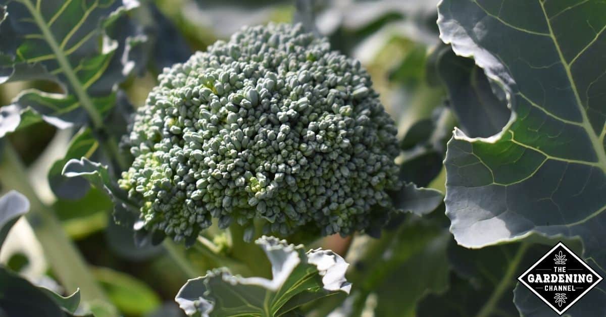 How to Fertilize Broccoli