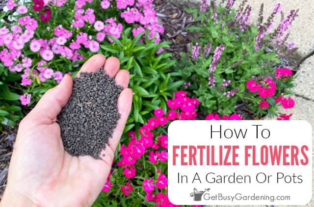 How to Fertilize Flower Beds