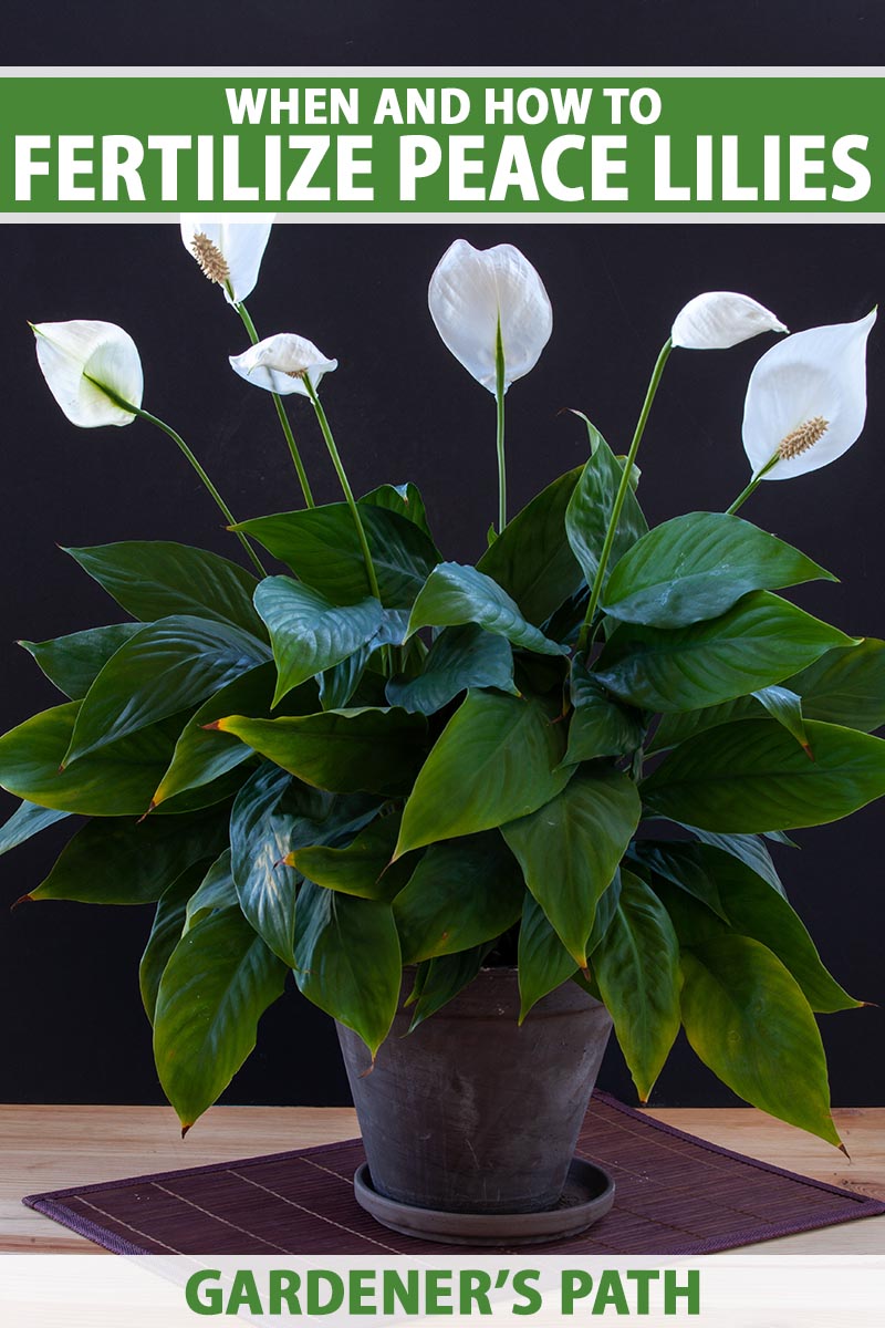 How to Fertilize Peace Lily