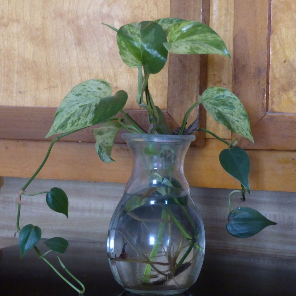 How To Fertilize Plants In Water