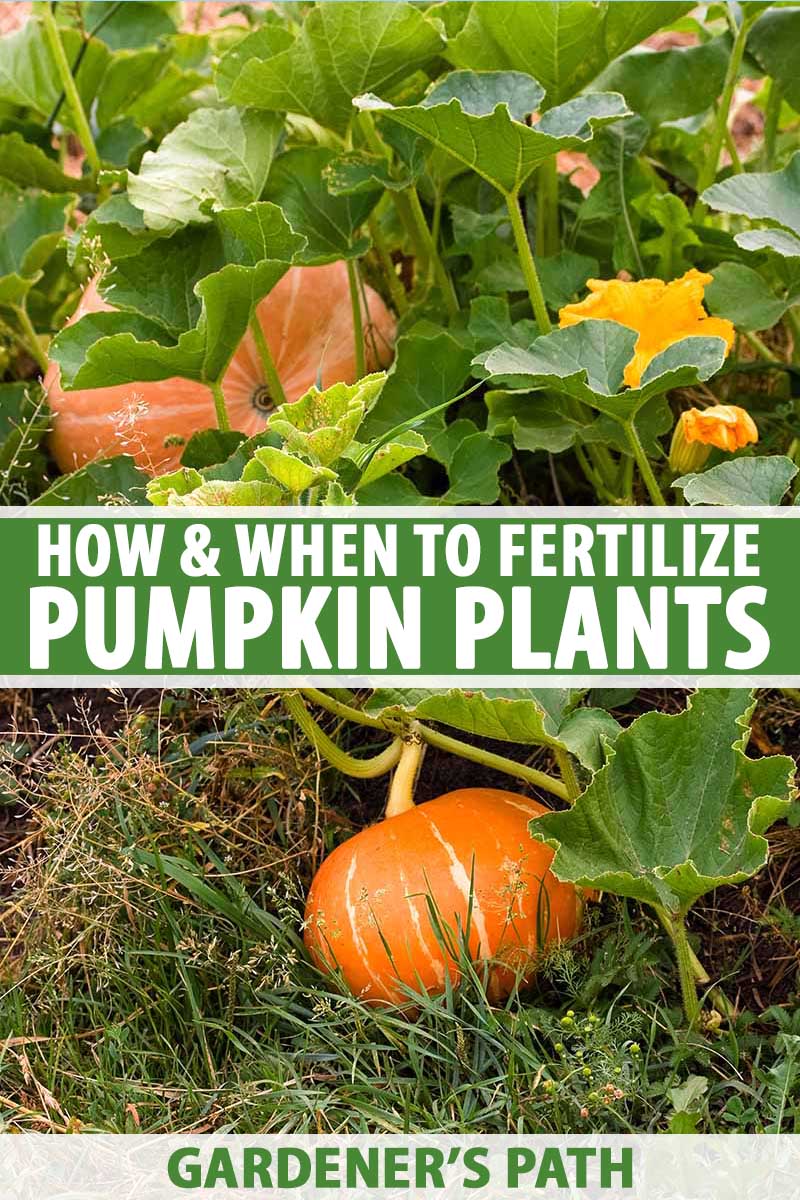 How to Fertilize Pumpkins