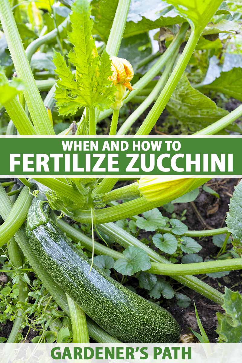 How to Fertilize Squash Plants