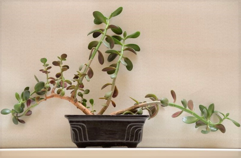 How to Fix a Drooping Jade Plant | Step by Step Guide (2025)