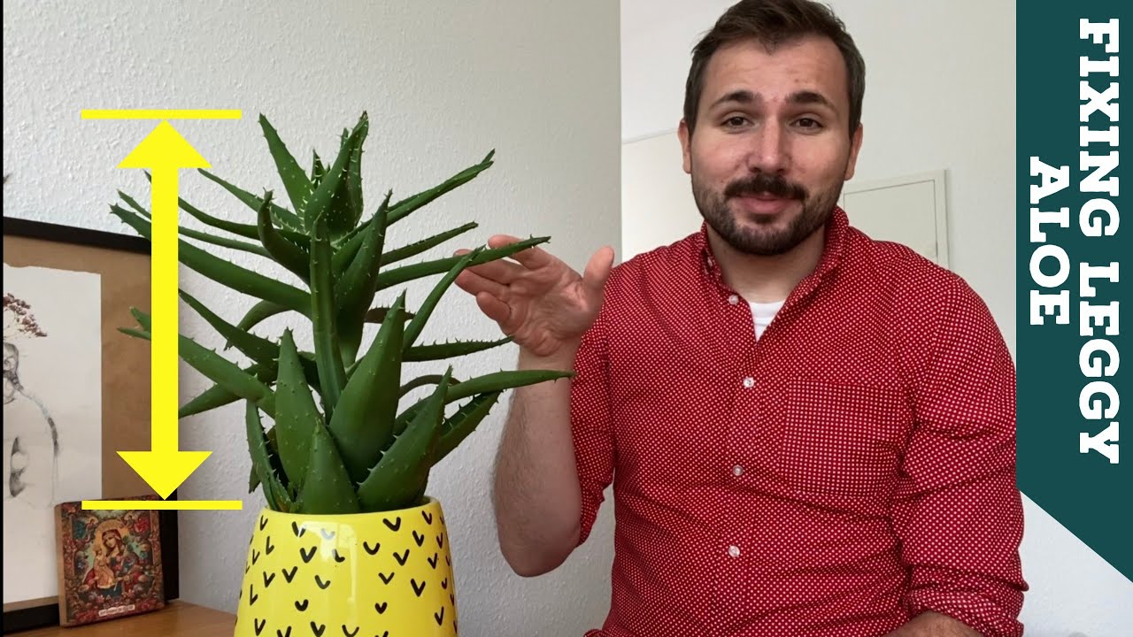 How to Fix a Stretched Aloe Plant