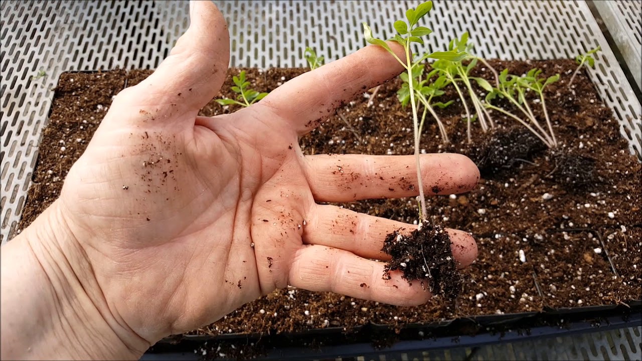 How to Fix Leggy Tomato Seedlings