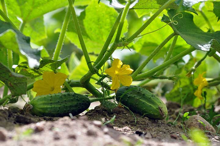 How to Fix Overwatered Cucumber Plant