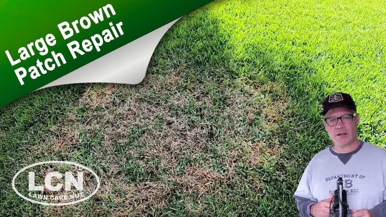 How to Fix St Augustine Grass