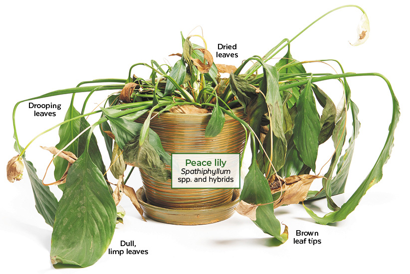 How to Fix Underwatered Plant