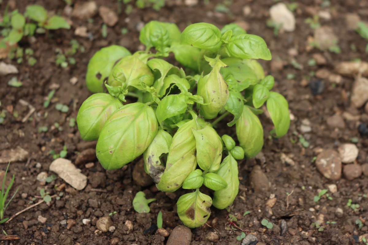 How to Fix Yellow Basil Leaves