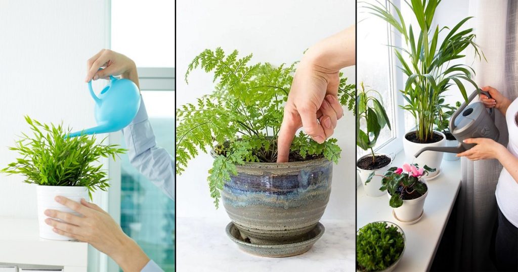 How to Flush Plants Without Overwatering 3 Steps Guide (2024)