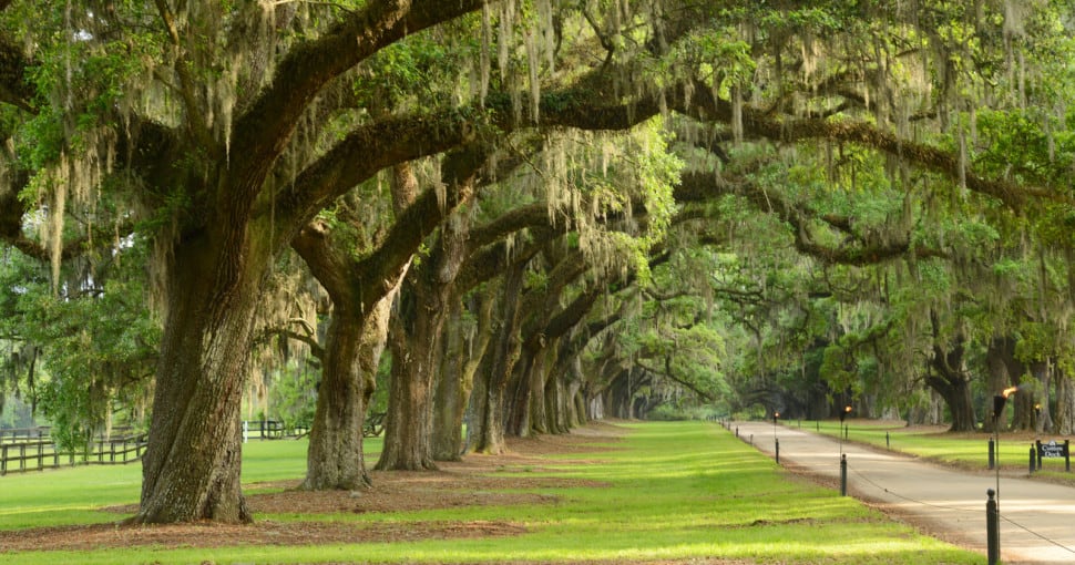 How to Grow Grass under an Oak Tree