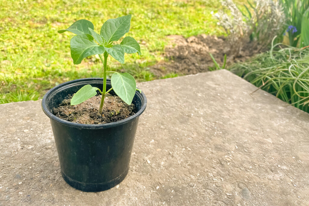 How to Harden off Pepper Plants