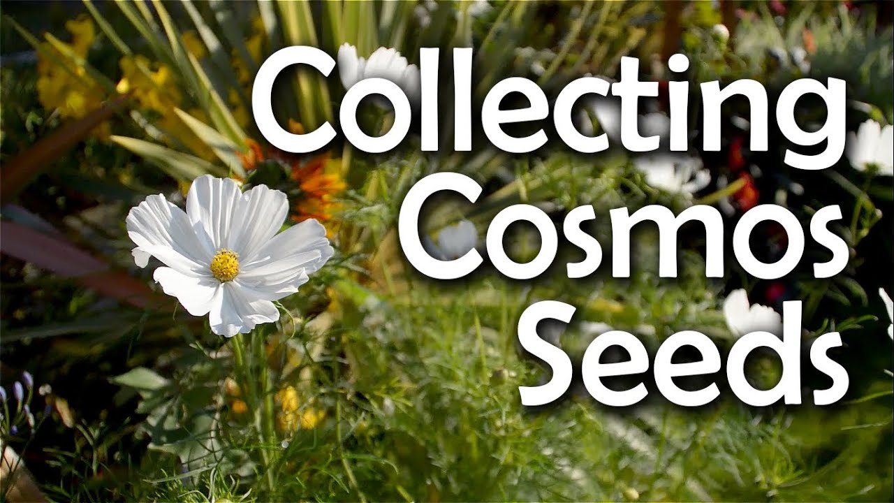 How to Harvest Cosmos Seeds
