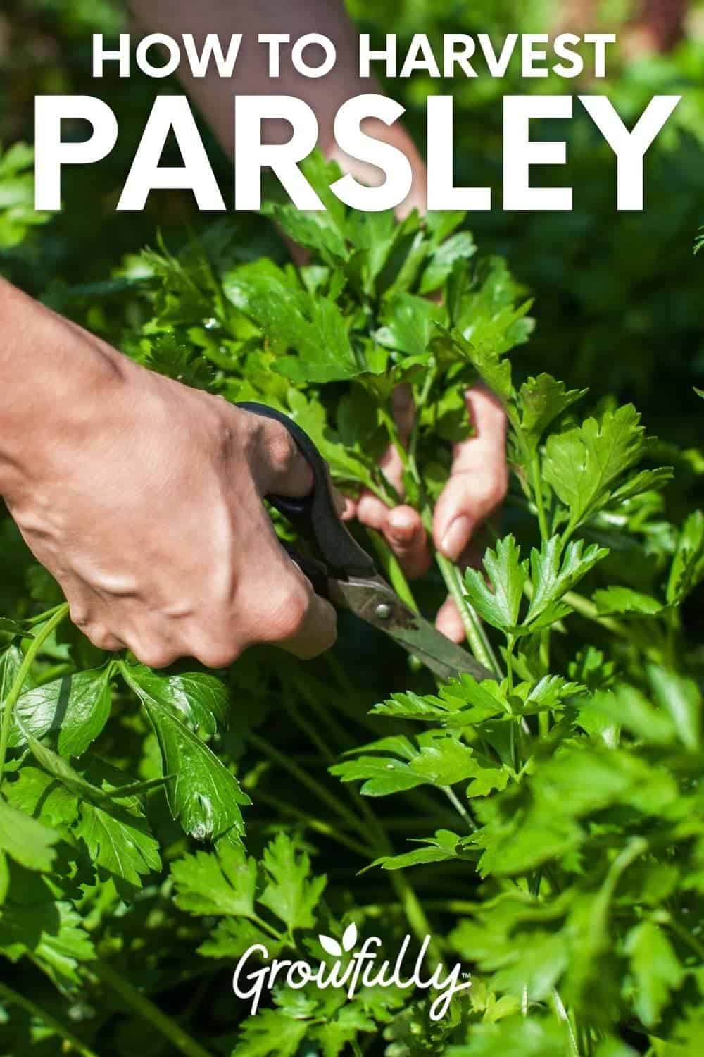 How to Harvest Parsley Without Killing the Plant