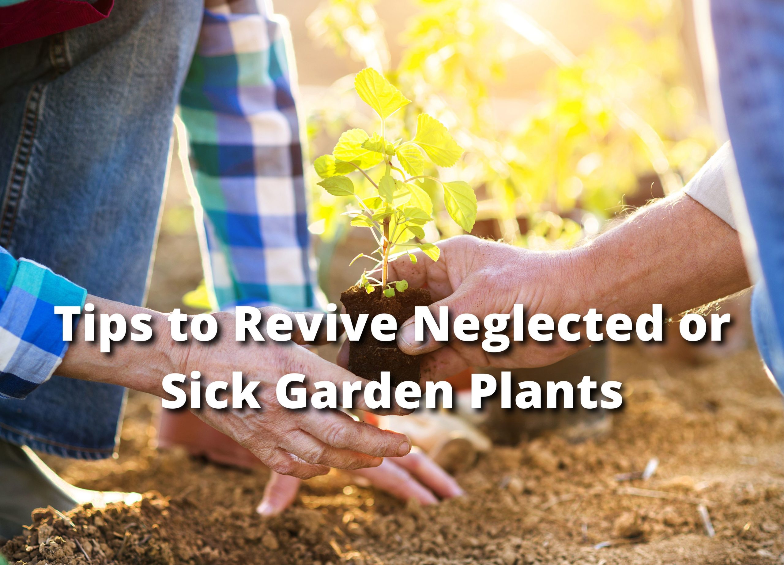 How to Heal Sick Plants