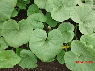 How to Identify Squash Plants