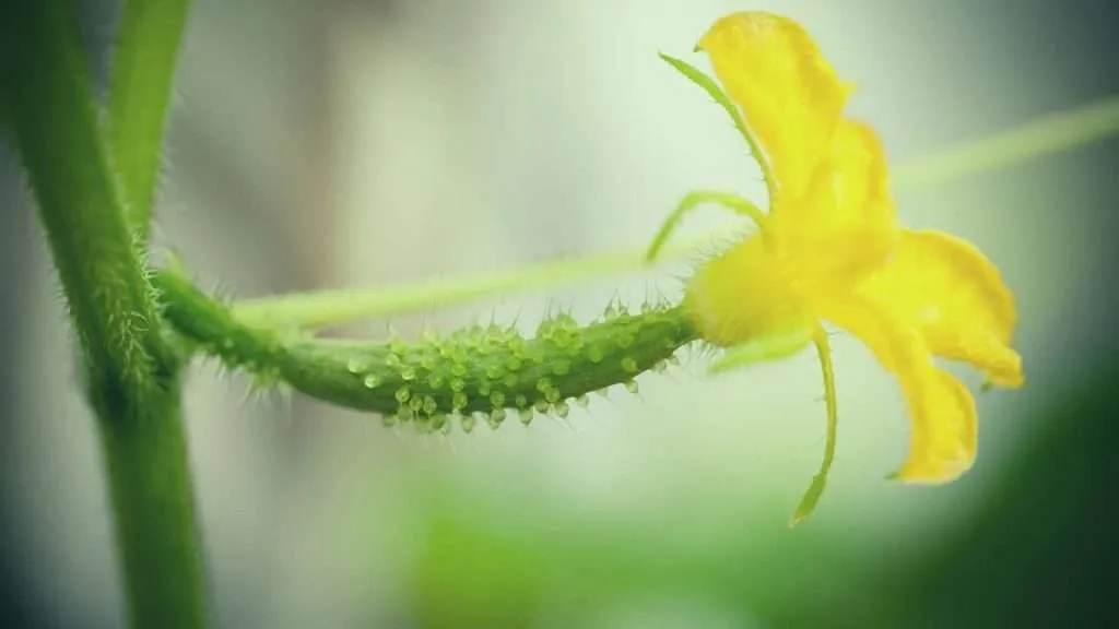 How to Increase Female Flowers in Cucumber