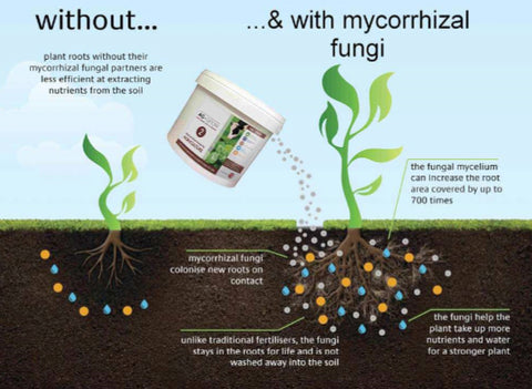 How to Increase Mycorrhizal Fungi in Soil