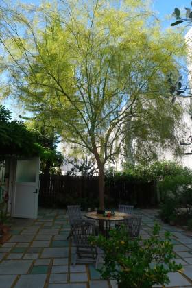 How to Keep a Palo Verde Tree Small