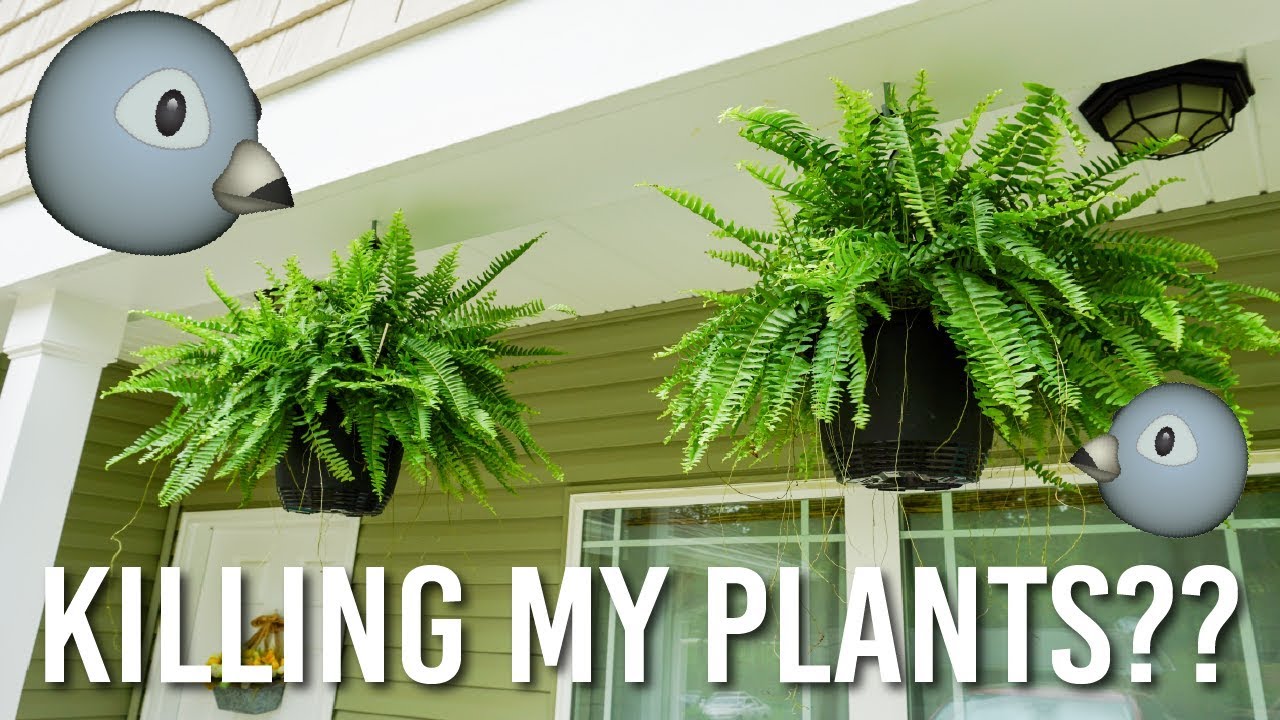 How to Keep Birds from Building Nests in Potted Plants