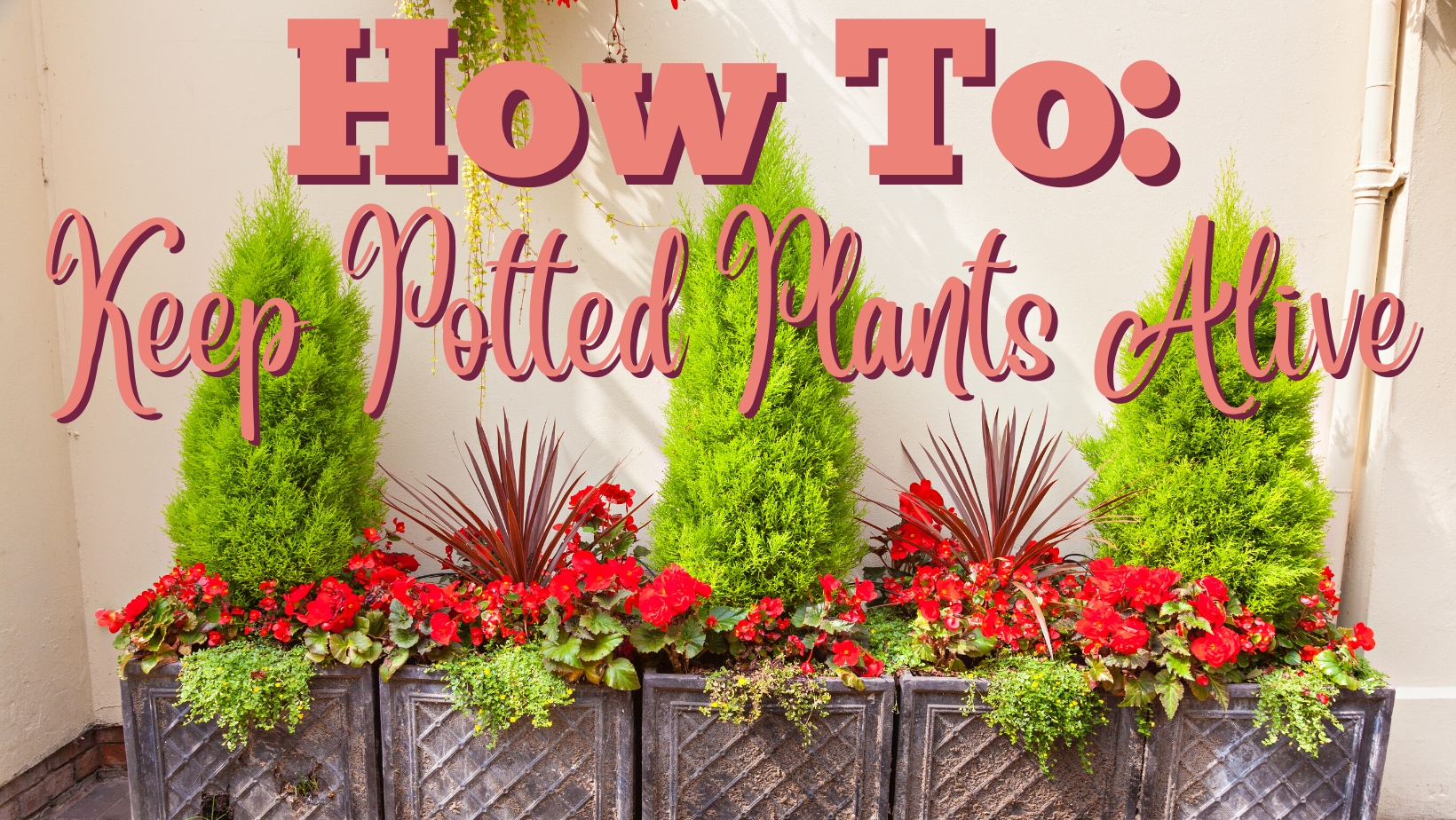 How to Keep Outdoor Potted Plants Alive