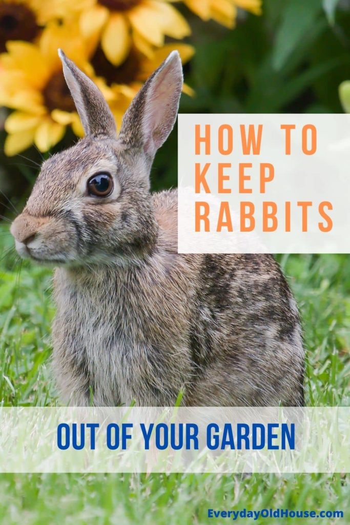 How to Keep Rabbits from Eating Your Tulips