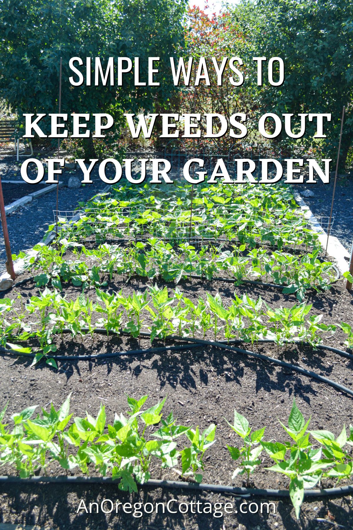 How to Keep Weeds Out of Raised Garden Beds