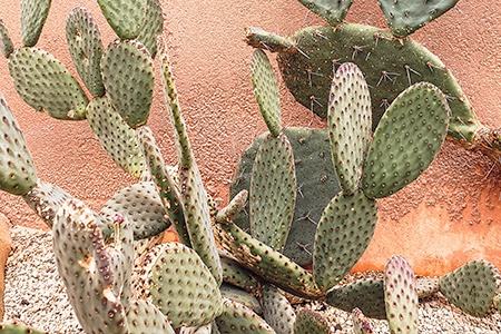 How to Kill a Cactus Plant