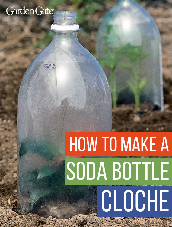 How to Make a Cloche for Plants