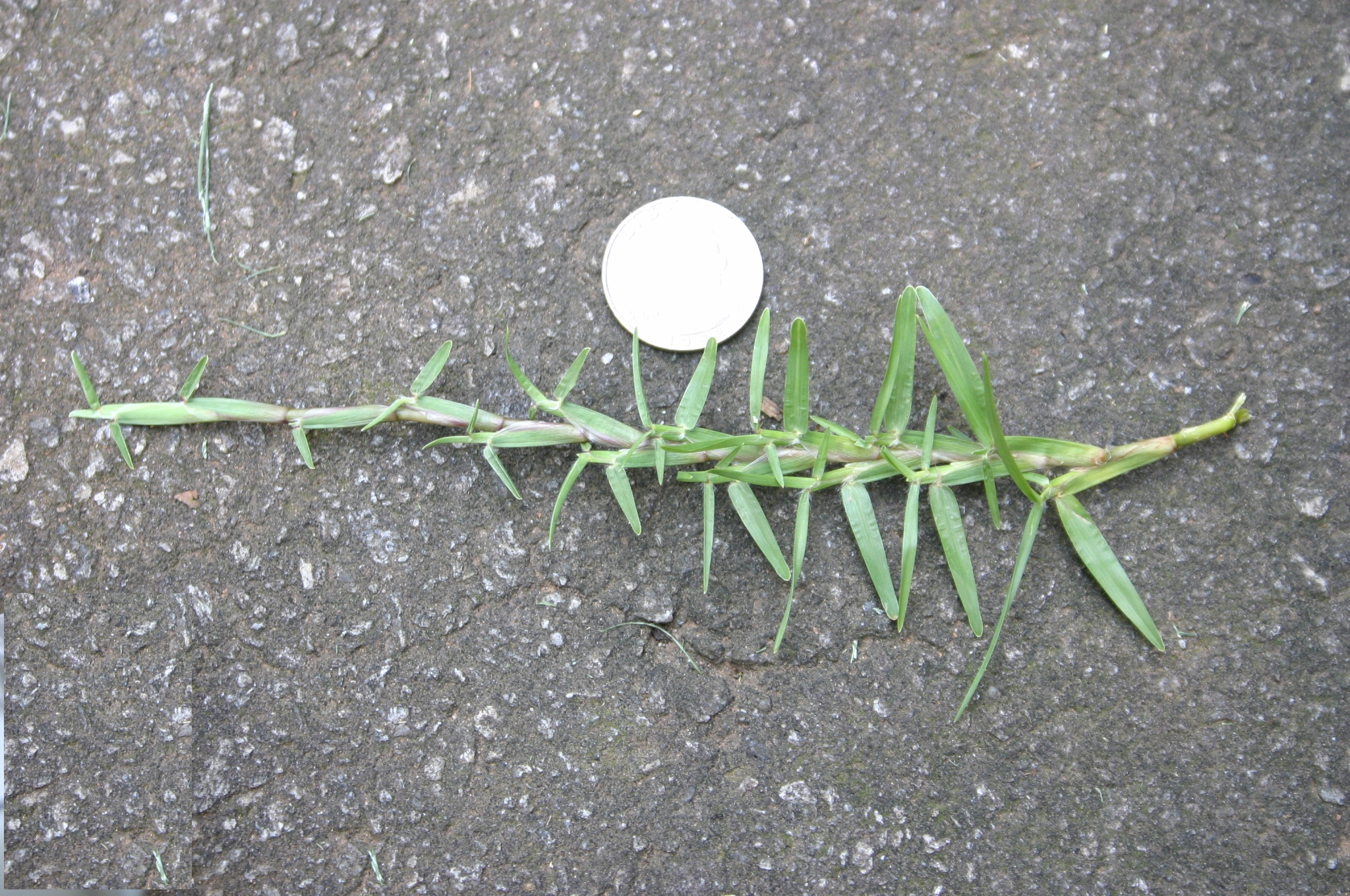 How to Make Centipede Grass Spread