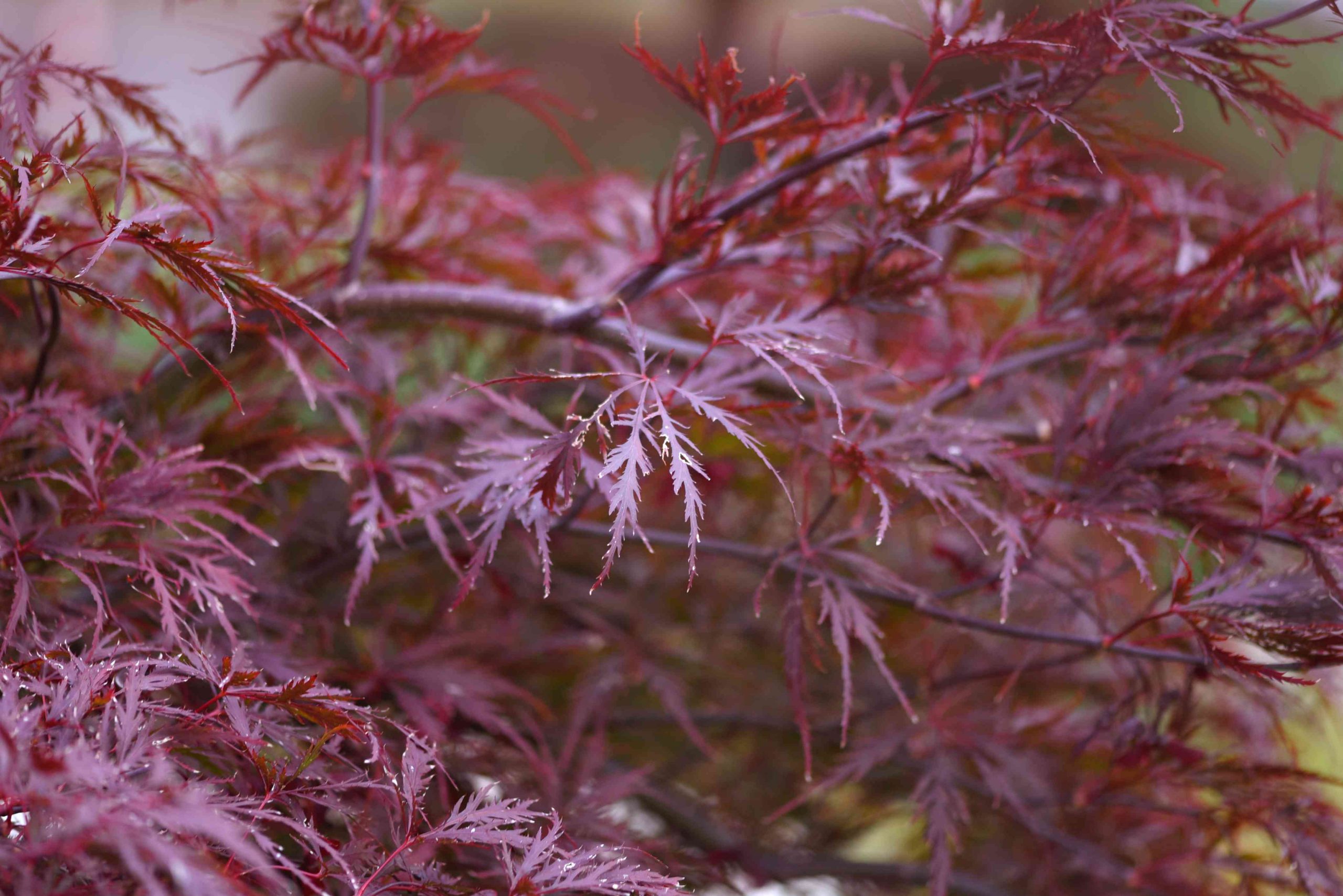 How to Make Japanese Maple Redder