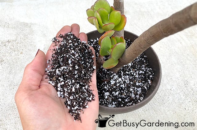 How to Make Potting Soil for Jade Plant